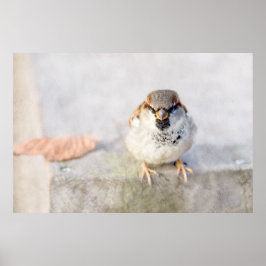 Poster Sparrow - O Guerreiro