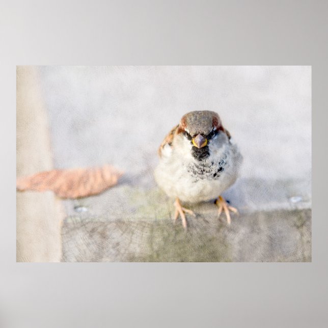 Poster Sparrow - O Guerreiro (Frente)
