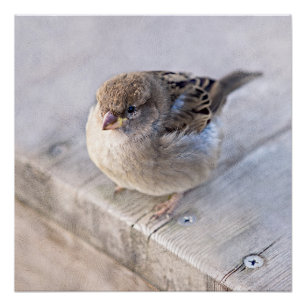 Pôster Sparrow - Sobrepeso