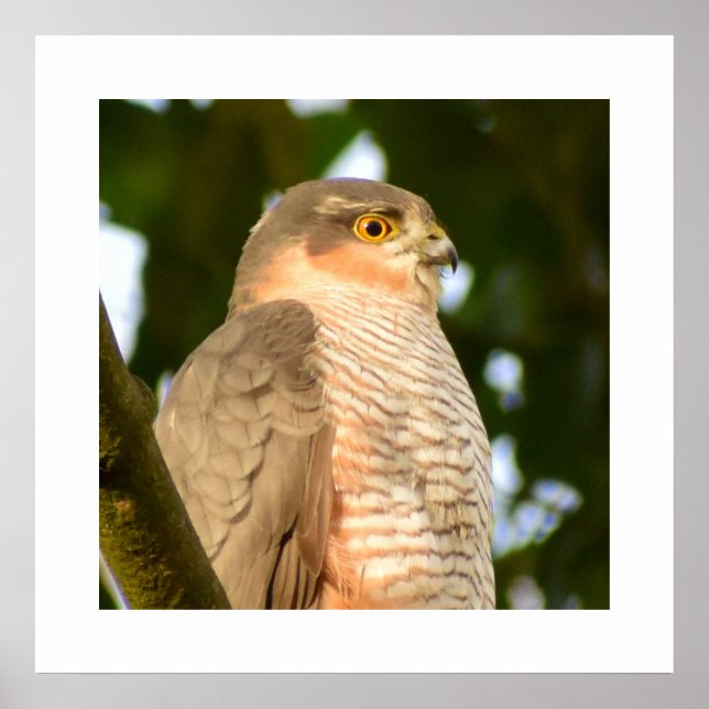 Poster Sparrowhawk (Frente)
