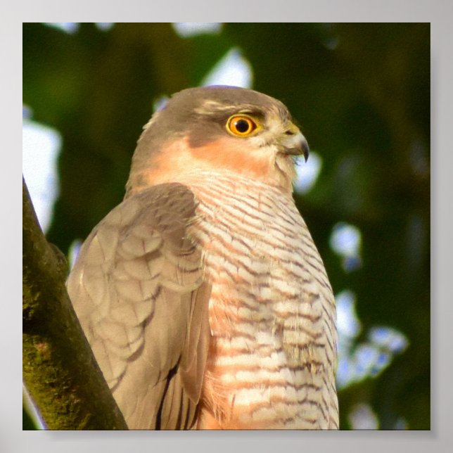 Poster Sparrowhawk (Frente)