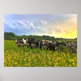 Poster Speckle Park Cattle Sob Chá De Chuva, Céu Sunset