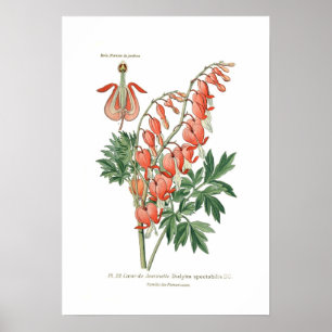 Pôster Spectablis de Dielytra (Dicentra)