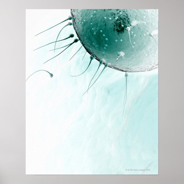 Poster Sperm Fertilising an Ovum. (Frente)