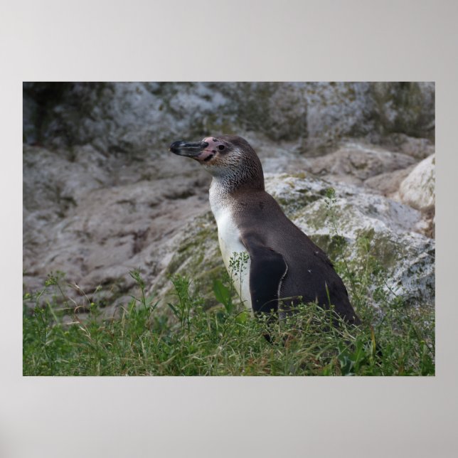 Poster Spheniscus humboldti (Frente)