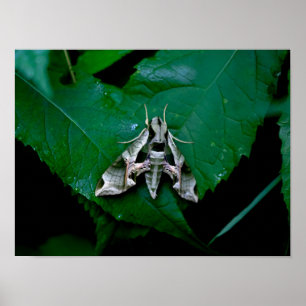 Poster Sphinx Moth na folha verde