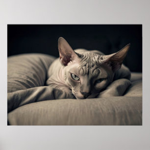 Poster Sphynx Cat