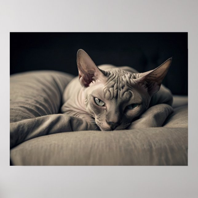 Poster Sphynx Cat (Frente)
