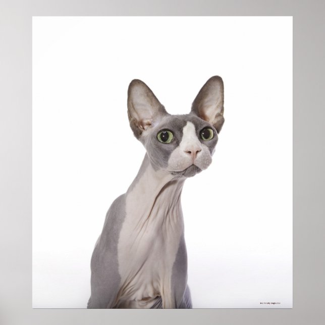 Poster Sphynx Cat com expressão surpreendida (Frente)