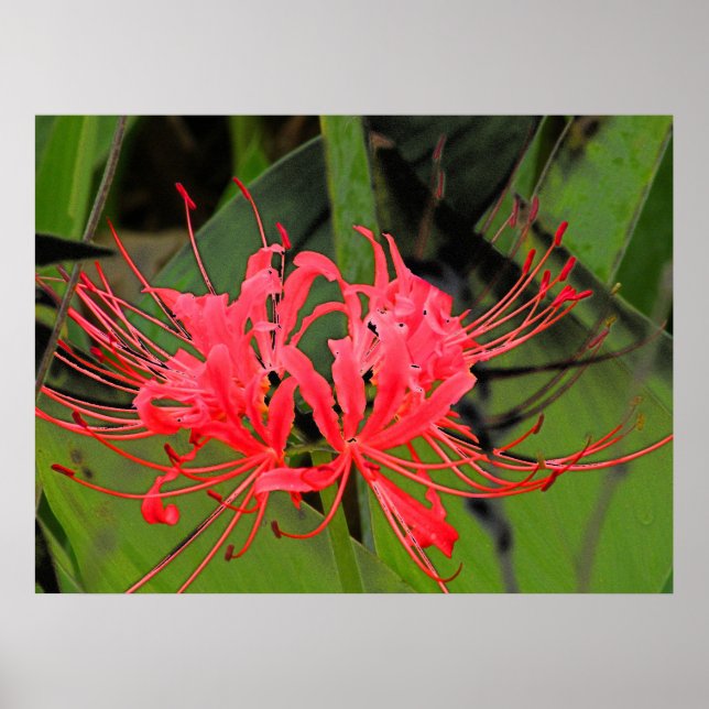 Pôster Spider Lily 2 (Frente)