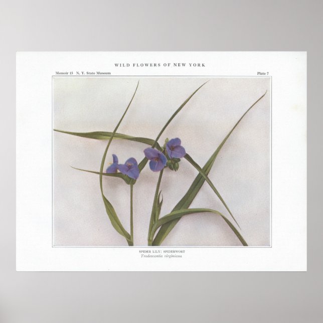 Pôster Spider Lily; Spiderwort - Tradescantia virginiana (Frente)