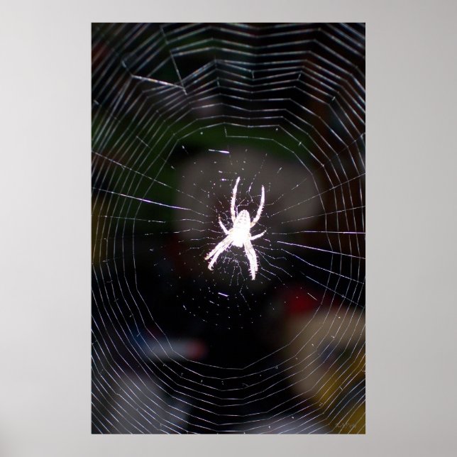 Pôster Spider n Web 2 (Frente)