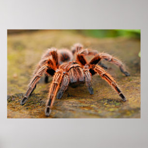 Pôster Spider Tarantula Insect Trabalho de arte Foto Post