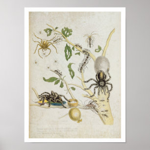 Pôster Spiders: Mygole, plate 18 from 'Over de Voorteelin