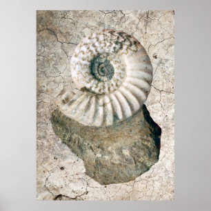 PÔSTER SPIRAL NAUTILUS SHELL