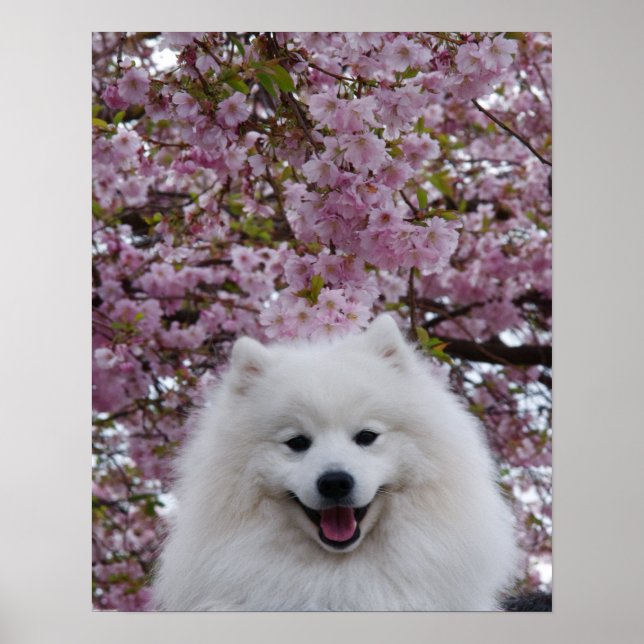 Pôster Spitz Japonês/American Eskimo Cherry Blossom Prin (Frente)