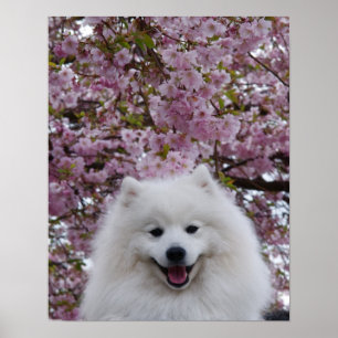 Pôster Spitz japonês/flor de cerejeira Eskimo americana