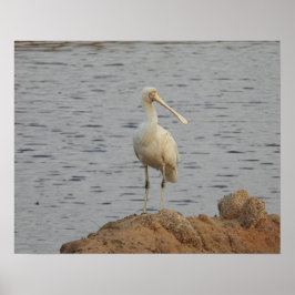 Poster Spoonbill Bird