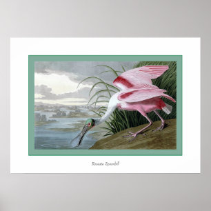 Pôster Spoonbill róseo