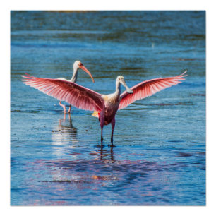 Pôster Spoonbill róseo 20" x 20" poster (Semi-Brilho)