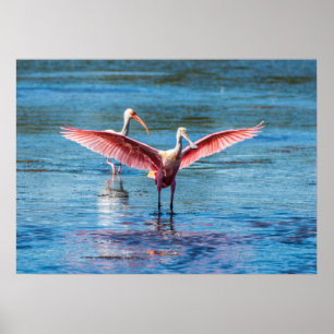 Poster Spoonbill róseo papel pesado arquivístico de 28 