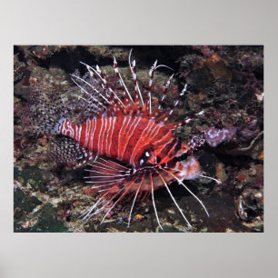 Poster Spotfin Lionfish II