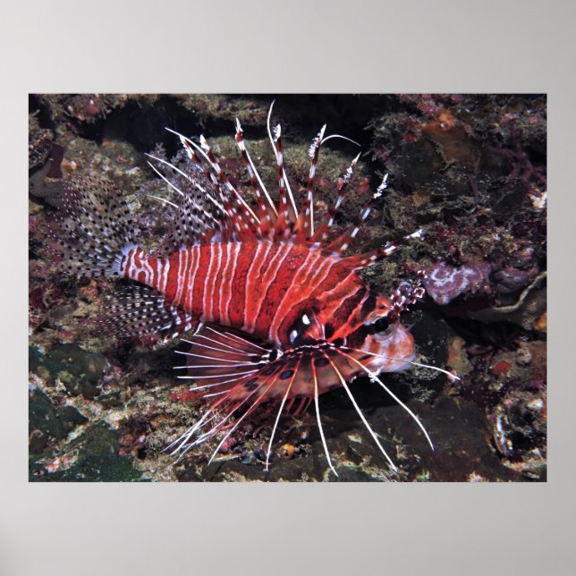 Poster Spotfin Lionfish II (Frente)