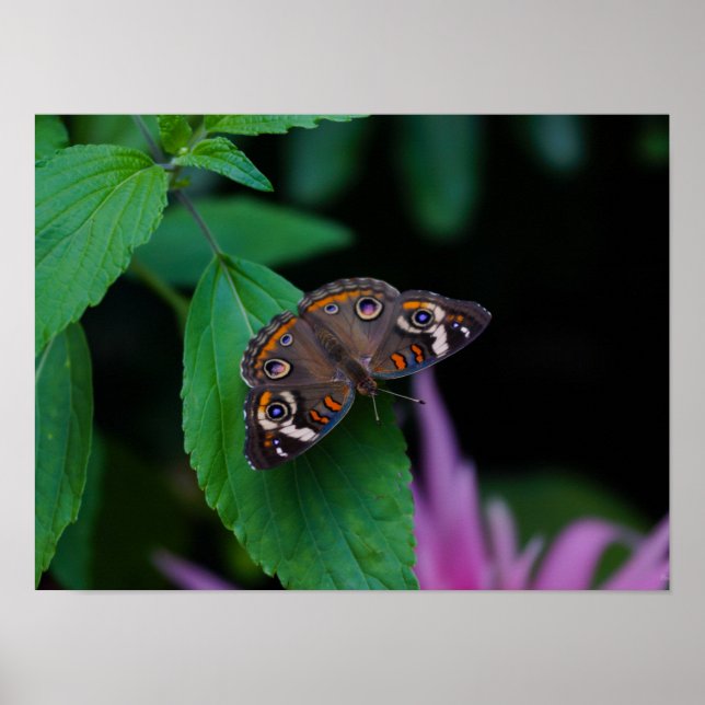 Poster Spotted Butterfly (Frente)