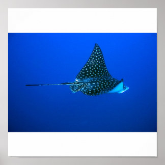 Poster Spotted Eagle Ray, Belize 2006