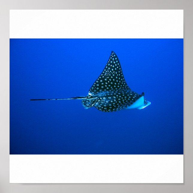Poster Spotted Eagle Ray, Belize 2006 (Frente)