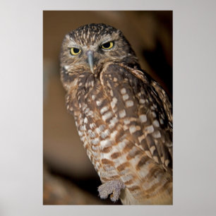 Poster Spotted Owl