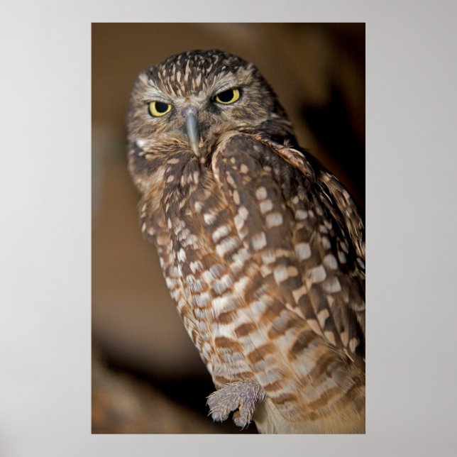 Poster Spotted Owl (Frente)