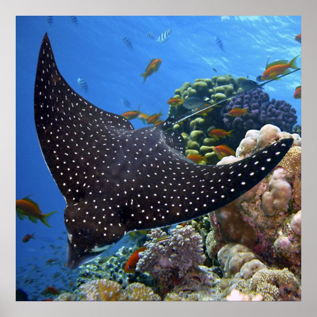 Poster Spotted Ray (Frente)