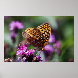 Poster Spotted Wings