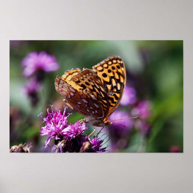 Poster Spotted Wings (Frente)