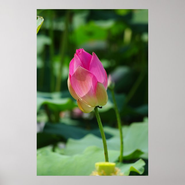 Pôster Spring (Frente)