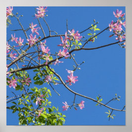Poster Spring, branch of a blossoming tree