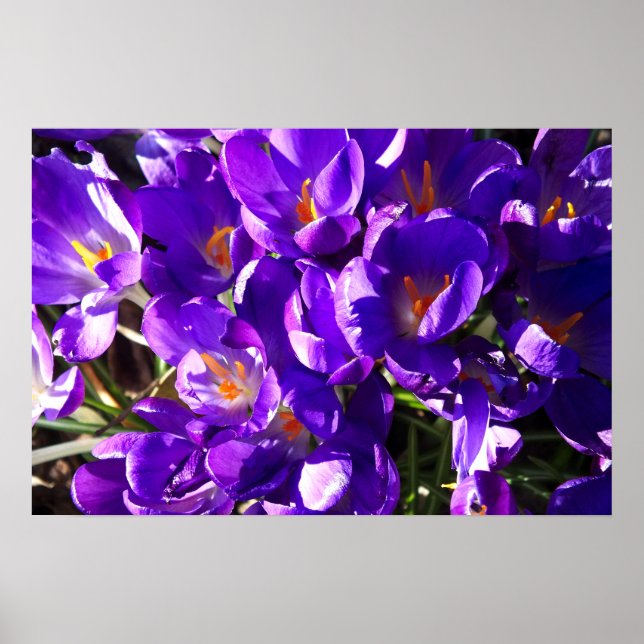 POSTER SPRING CROCUS (Frente)