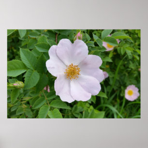 Poster Spring pinkish hue
