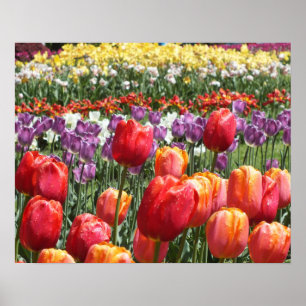 Poster Spring Tulip Garden