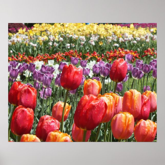 Poster Spring Tulip Garden (Frente)