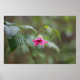 Poster spring wild pink flower in the rain