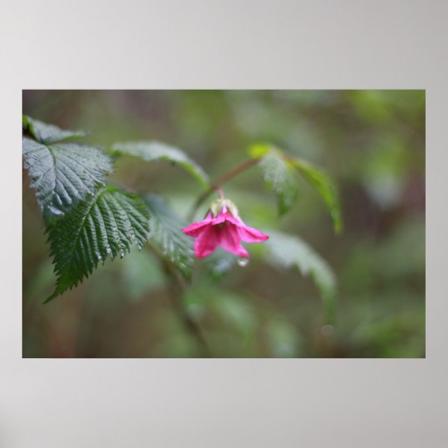 Poster spring wild pink flower in the rain (Frente)