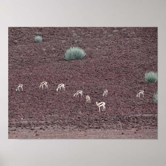 Poster Springboks Grazing For Food, The Namib Desert. (Frente)