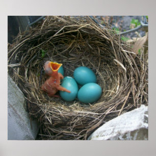 Pôster Spring's new arrival