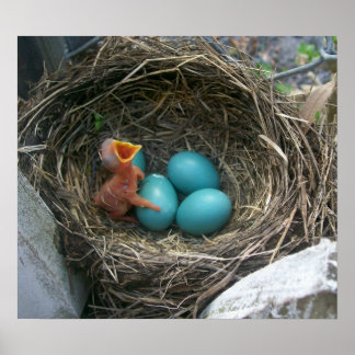 Pôster Spring's new arrival