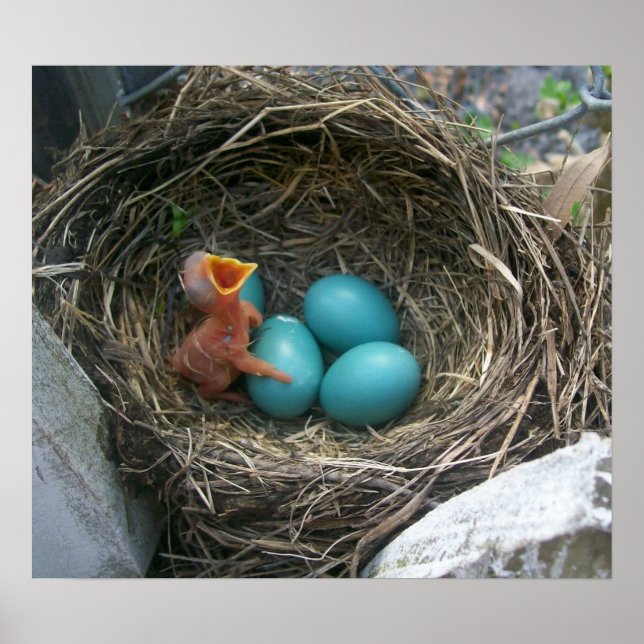 Pôster Spring's new arrival (Frente)