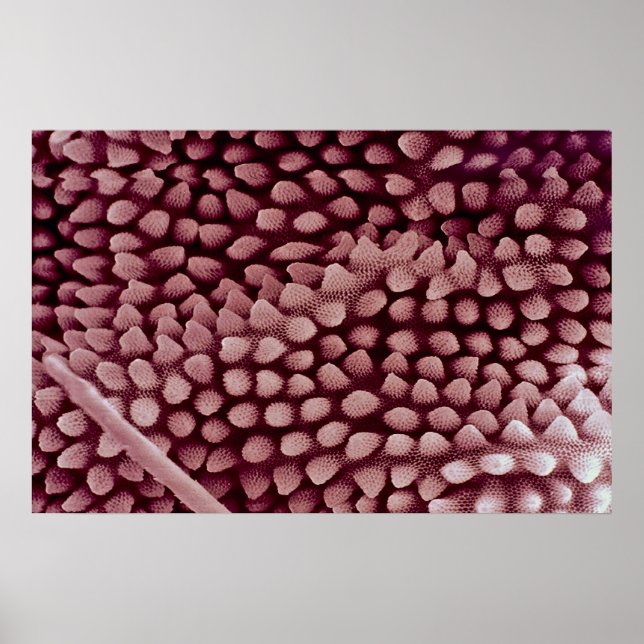 Poster Springtail - back (Frente)