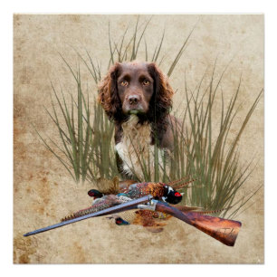 Pôster Sprocker Spaniel Tapeçaria