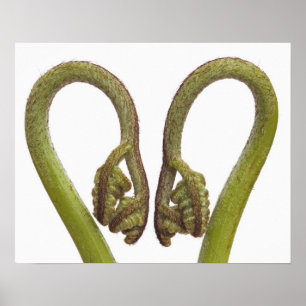 Pôster Sprouts 2 da samambaia